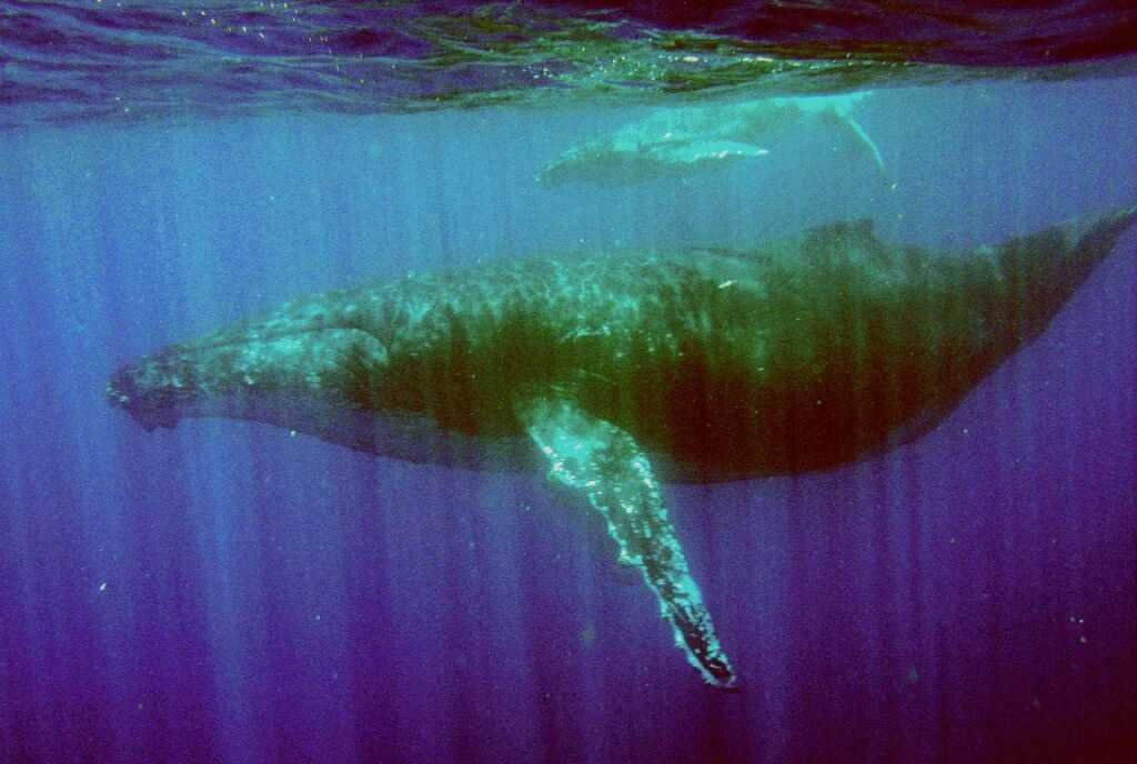 A visita especial das baleias-jubarte em Alagoas