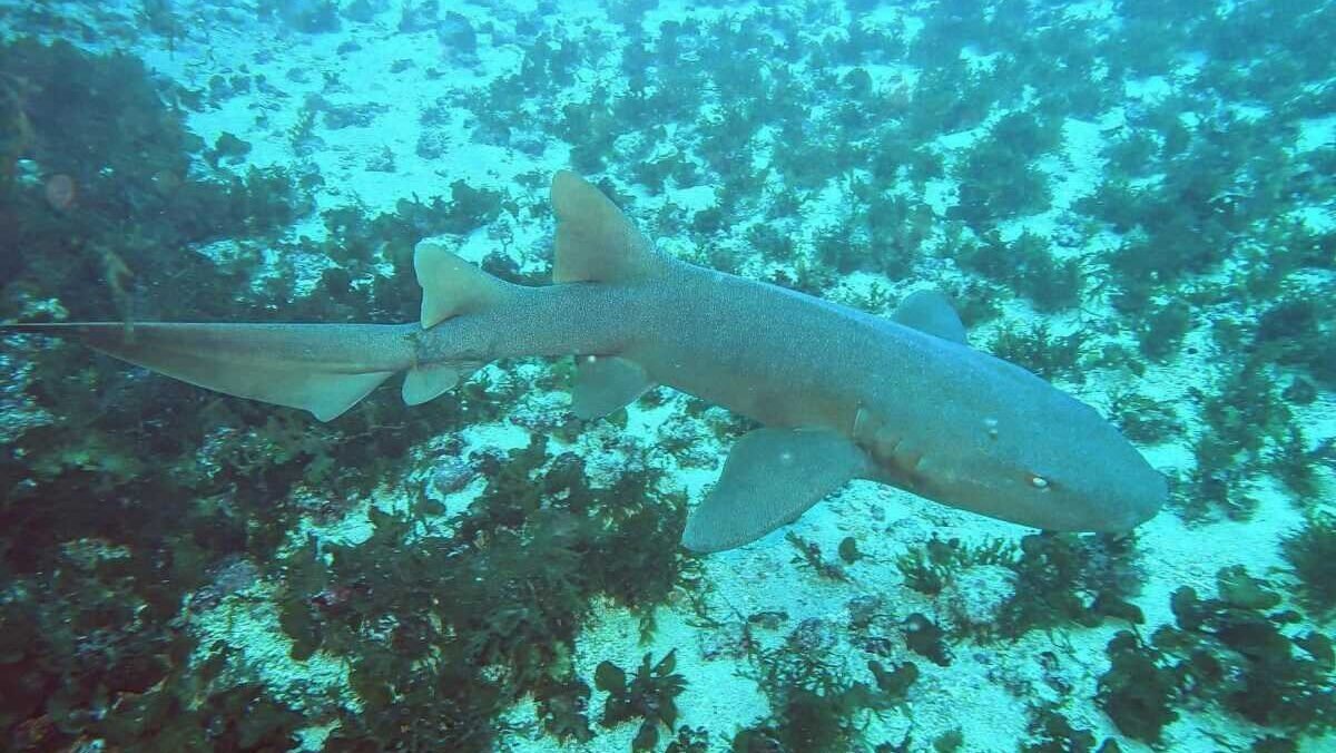 Pescadores registram tubarão-lixa em Maragogi