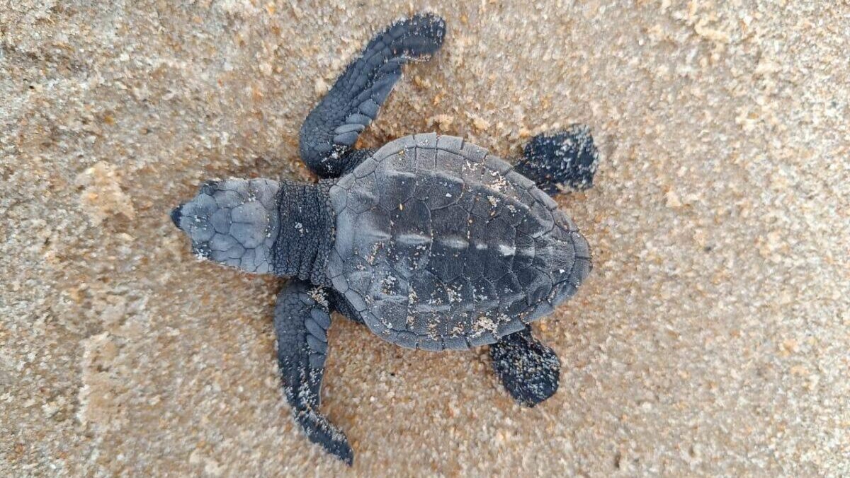 desembarque alagoas uncategorized 103