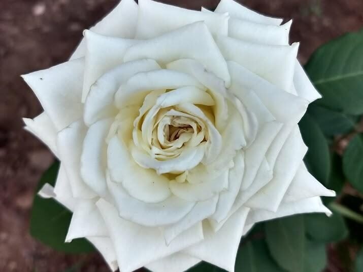 desembarque alagoas uncategorized 254