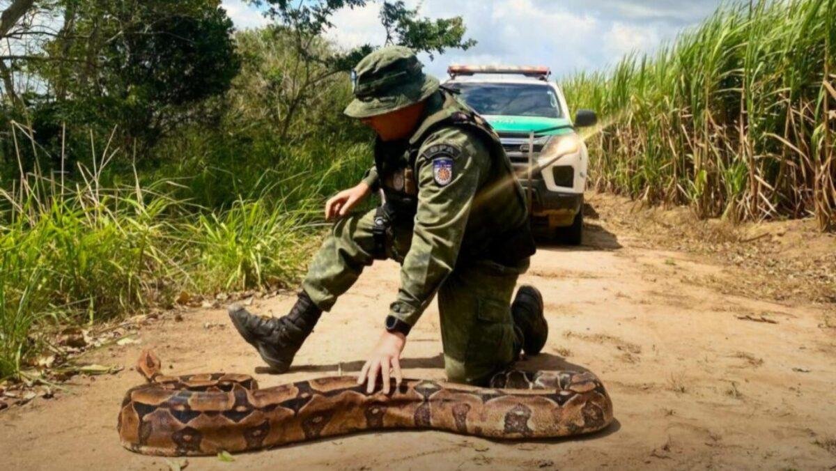 desembarque alagoas uncategorized 57