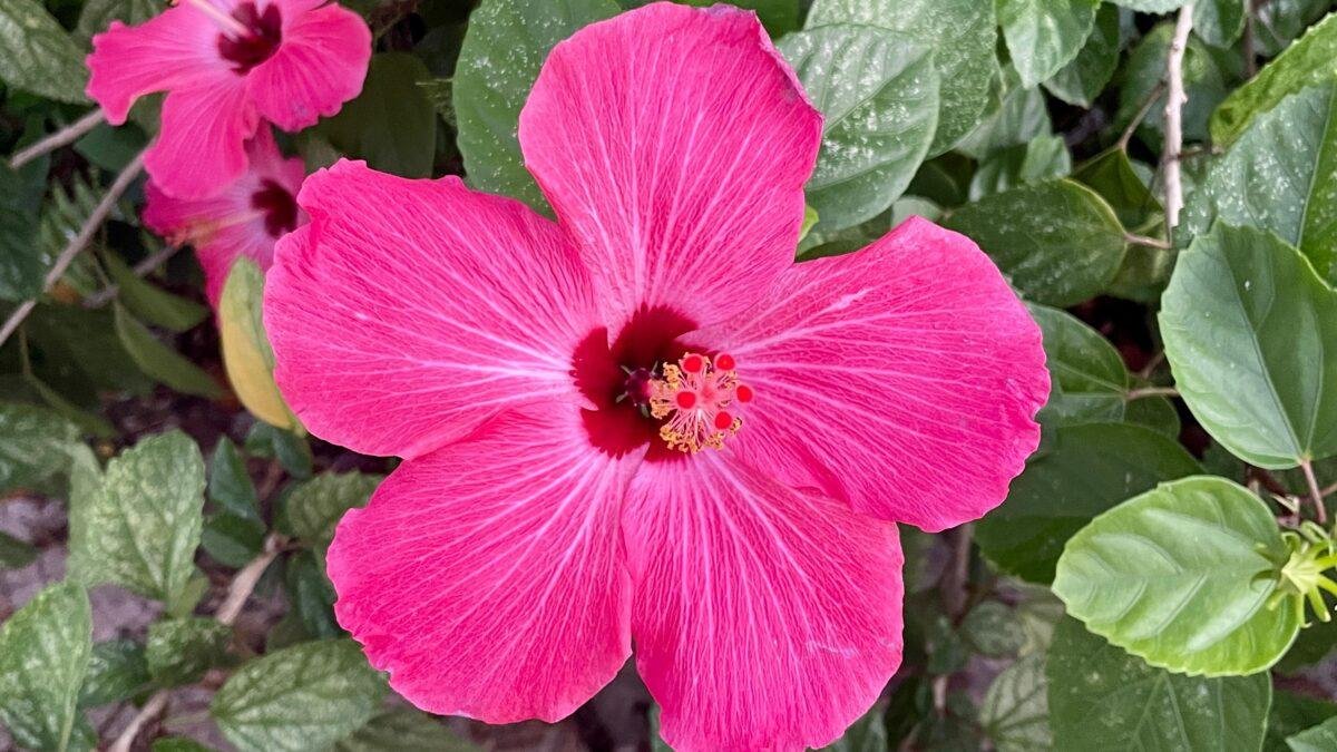 desembarque alagoas uncategorized 72