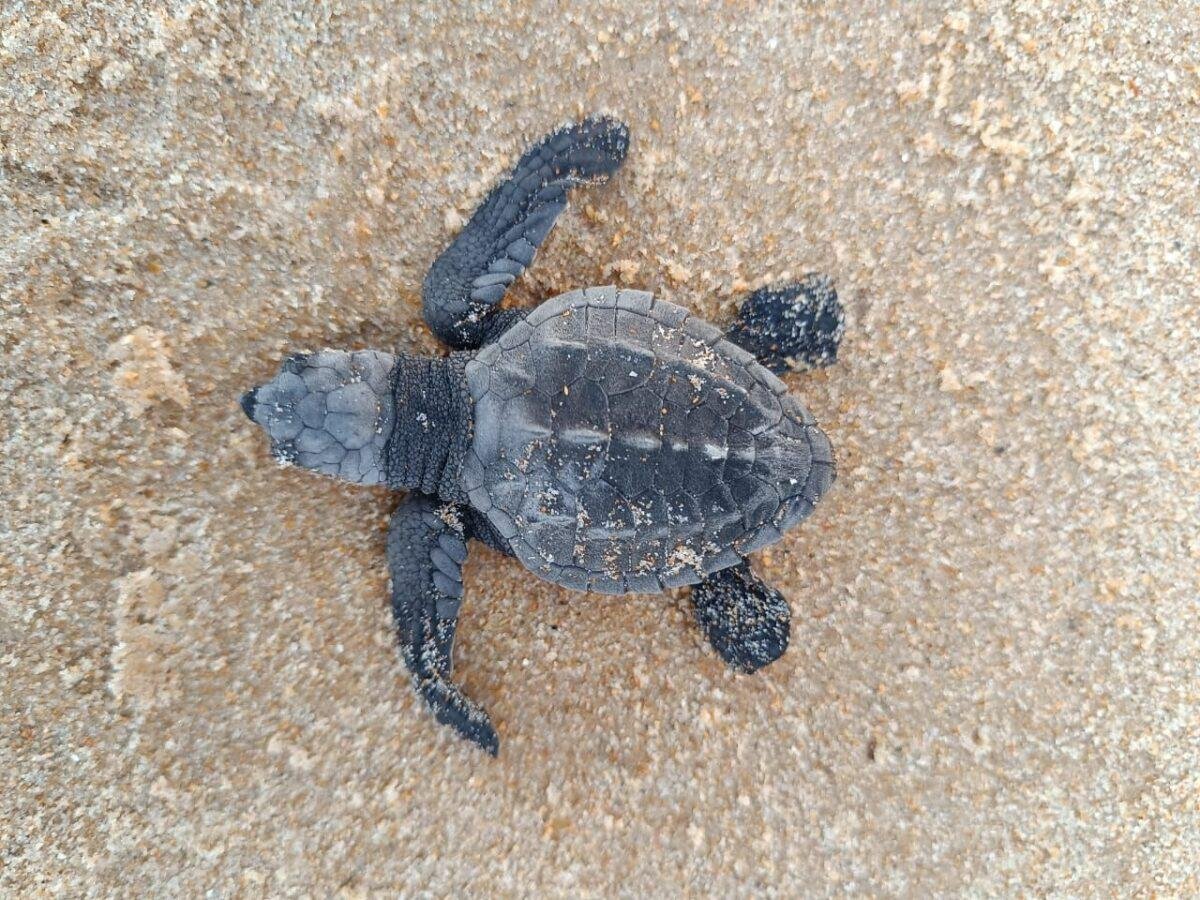 desembarque alagoas uncategorized 450