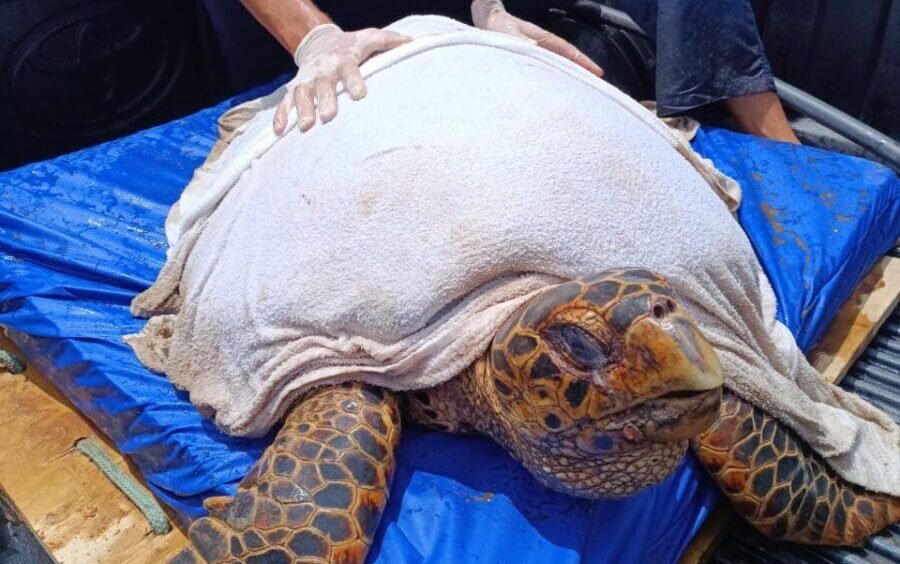 desembarque alagoas uncategorized 462