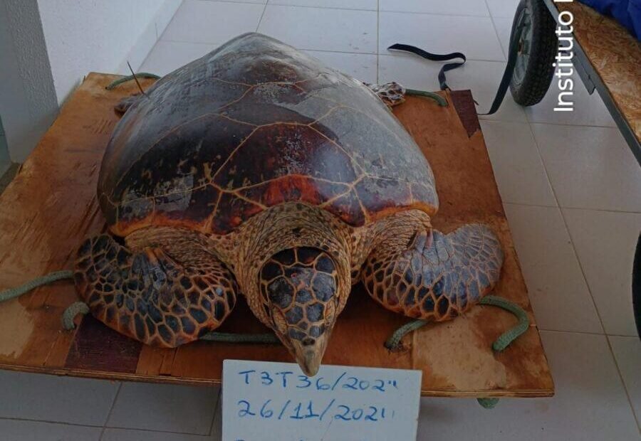 desembarque alagoas uncategorized 477