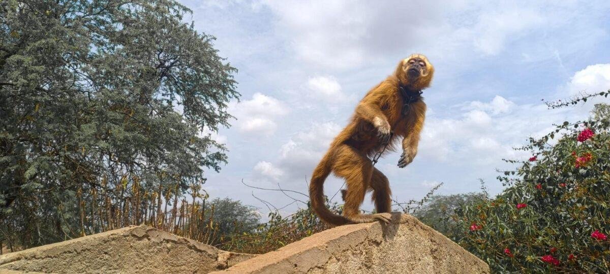 desembarque alagoas uncategorized 479