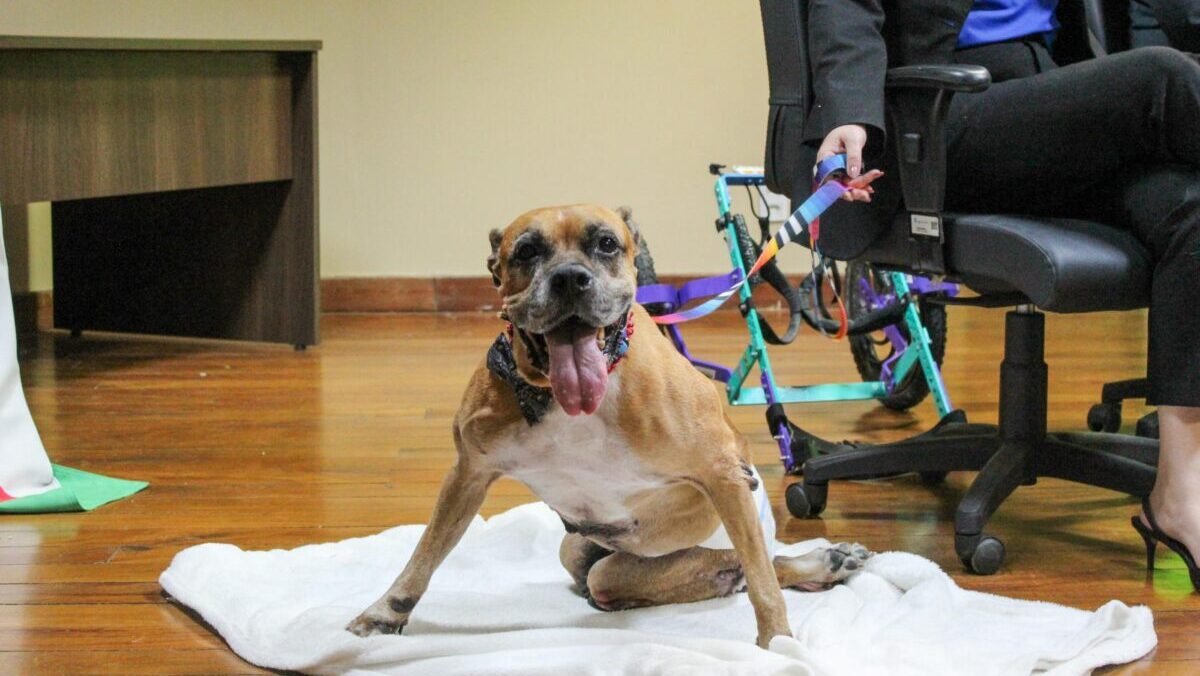 desembarque alagoas uncategorized 518