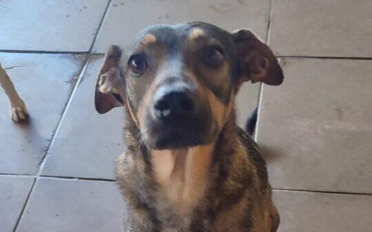 desembarque alagoas uncategorized 556