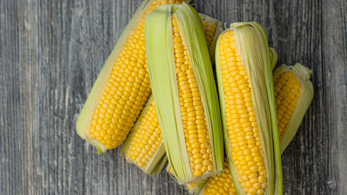 desembarque alagoas uncategorized 657