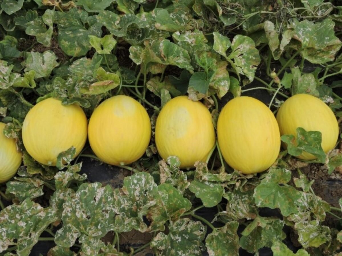 desembarque alagoas uncategorized 717