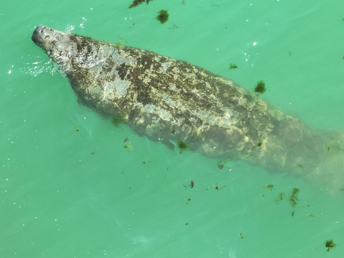 desembarque alagoas uncategorized 720