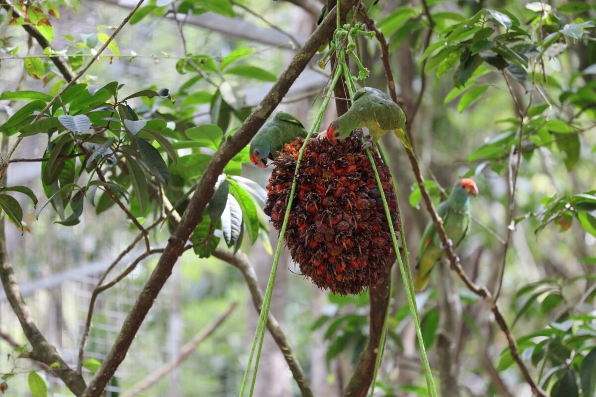desembarque alagoas uncategorized 747