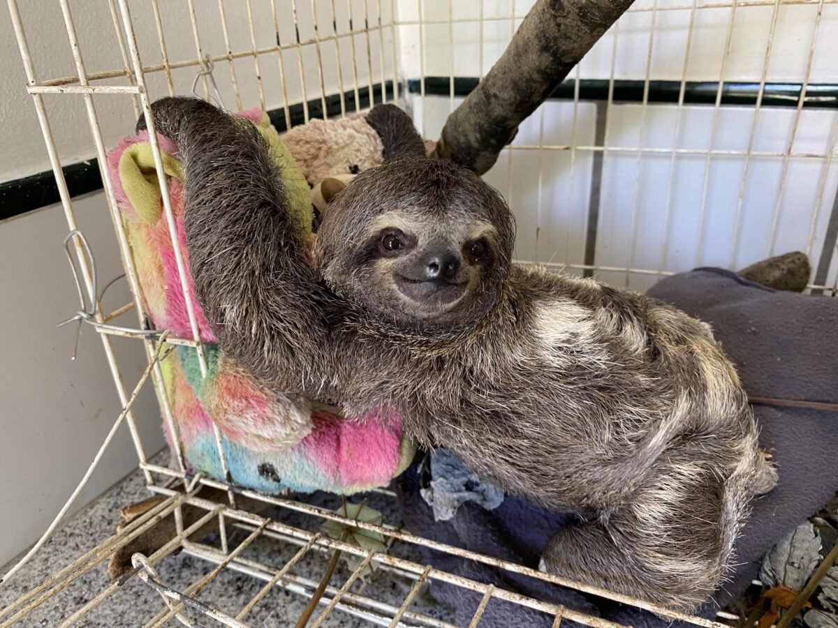 desembarque alagoas uncategorized 811