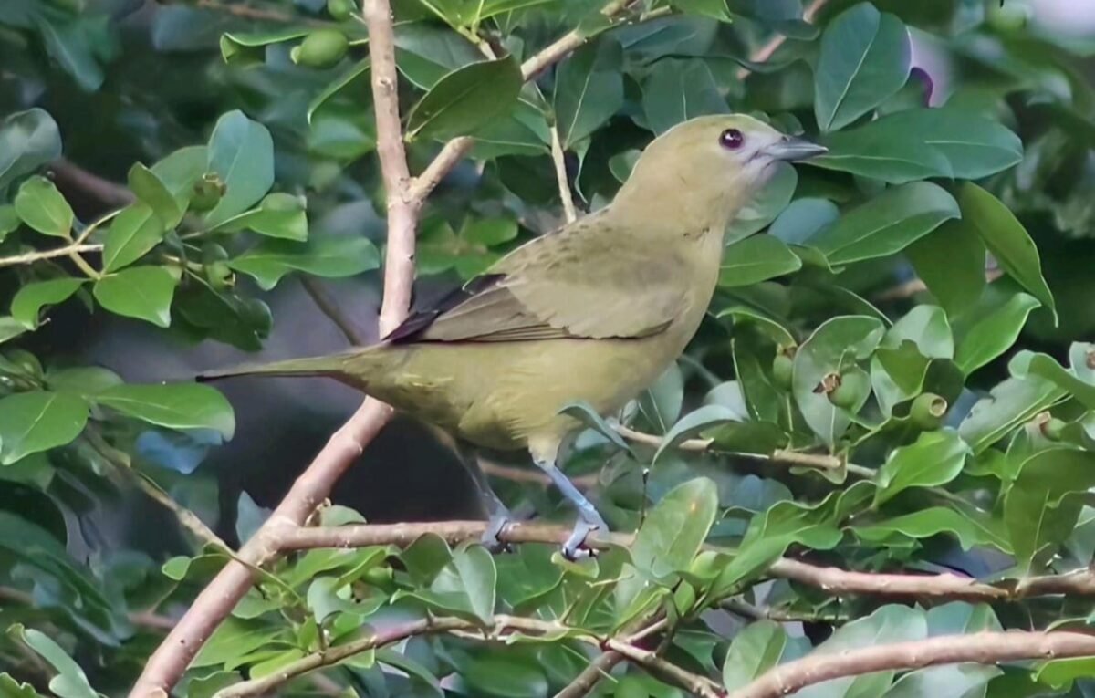 desembarque alagoas uncategorized 830